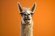 Cheerful Llama Radiates Joy with Broad Grin on Vibrant Orange Backdrop