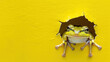 Charming green frog popping out from a torn yellow wall, showing excitement and surprise in a humorous way