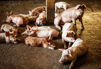 Wall Mural - Masses Breeder pig with dirty body, Many Pig's body.Big pig on a farm in a pigsty, young big crowd domestic pig at animal farm indoors