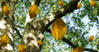 Image of autumn leaves and branches against low angle view of trees and blue sky