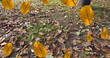 Image of autumn leaves falling against close up view of fallen leaves on the ground