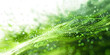 Rain drops over fresh green leaf circles christmas sunshiny texture background
