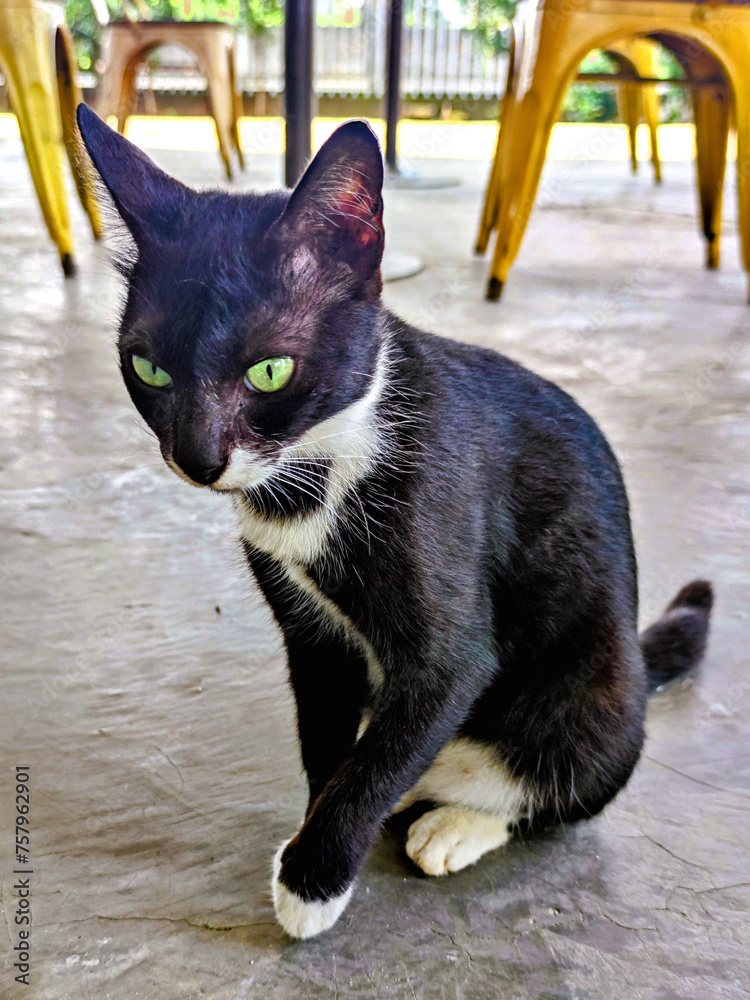 A Cute Black and White Kitten with Sharp Green Eyes is Staring at ...