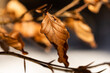 inquadratura macro che mostra le foglie secche, color marrone, di un albero, in inverno, illuminate dalla luce del sole, con sfondo sfuocato e dai colori misti chiari e scuri