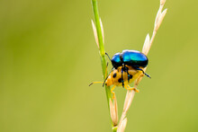Blue Milkweed Beetle Mating With Ladybug