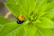 Blue milkweed beetle mating with ladybug