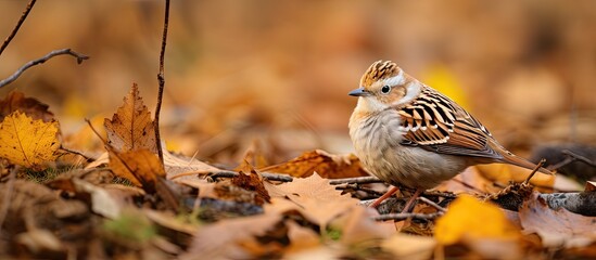 Wall Mural - Tiny Avian Creature Roaming in a Forest Grove Surrounded by Fallen Autumn Foliage