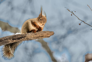 Wall Mural - Squirrel on a tree branch in close-up on a winter day.