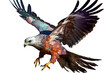 isolated hawk painted flying bird