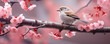 Close up photo of bird sitting on branch of cherry blossom. Hanami festive banner concept. Bullfinch, Robin, Redstart on blooming sakura with pink flowers in spring season. Spring birds  wildlife.