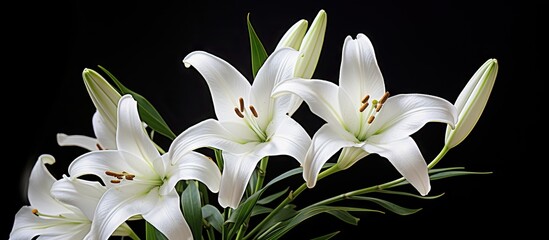 Poster - Elegant Vase Filled with Beautiful White Flowers Blossoming in Bright Sunlight