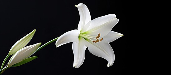 Wall Mural - Elegant White Blossom Surrounded by Lush Greenery Against a Dramatic Black Background