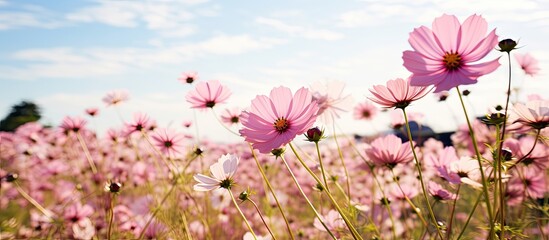 Poster - Tranquil Meadow Blanketed with Rosy Blossoms under a Clear Azure Sky