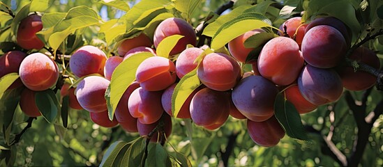 Poster - Ripe Peaches Hanging from Lush Tree Branches in an Orchard on a Sunny Day