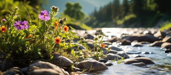 Sticker - Tranquil Flowing Stream in a Lush Green Forest Setting, Nature's Calmness