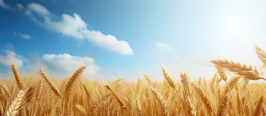 Wall Mural - Serenity in Nature: Beautiful Wheat Field Under a Vibrant Blue Sky with Fluffy Clouds