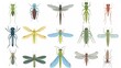The summer insect set includes a mosquito, dragonfly, grasshopper. Small animals, small animals. Gnats, bush crickets, dragonflies. Flat modern illustrations isolated on a white background.