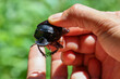 selective focus, a large black dung beetle in hand close up dung beetle can be seen with its eyes showing cute and beautiful surface patterns. natural background