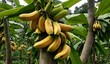 bananas on a tree