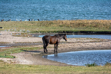 A horse in the pasture on  of a lake with birds