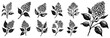 lilac flowers, blooming beautiful plants with stem and leaves, black vector graphic laser cutting engraving