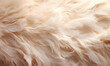 Abstract beige feathers in color as background.