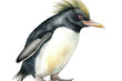 isolated northern Antarctic bird drawn animal Hand watercolor illustration transparent rockhopper penguin background