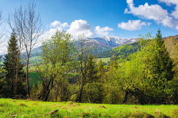Wall Mural - landscape of transcarpathia in spring. scenery with trees on the grassy hill. cozy green environment. sunny day beneath a sky with clouds. borzhava ridge in the distance