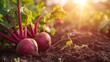 © Sunny - Growing red beet harvest and producing vegetables cultivation. Concept of small eco green business organic farming gardening and healthy food