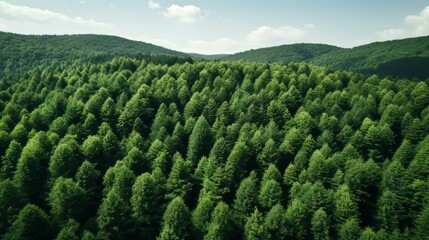 Drone view  dense green forest capturing co2 for carbon neutrality and net zero emissions