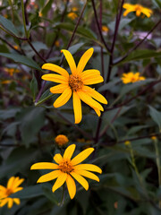 Wall Mural - Vibrant Yellow Daisy Blooms