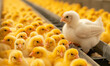 Many yellow chicken in poultry farm,