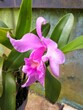 purple hybrid cattleya orchid with blurry background