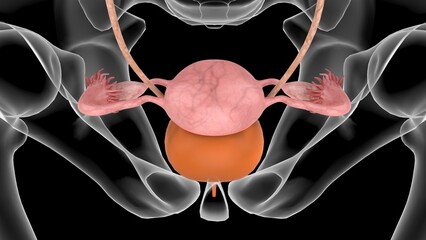 Wall Mural - 3D Illustration Female Urinary System With Uterus For Medical Concept