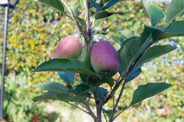 Apples on tree 