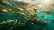 Large shoal of Yellow Fin Tuna swimming in the ocean glinting in the rays of sunlight. Yellowfin tuna is a species of tuna found in pelagic waters of tropical and subtropical oceans worldwide