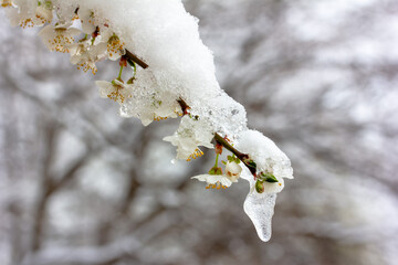 Wall Mural - snow and an icicle on a branch of a flowering fruit tree close-up