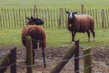 Two sheep in Dutch landscape.