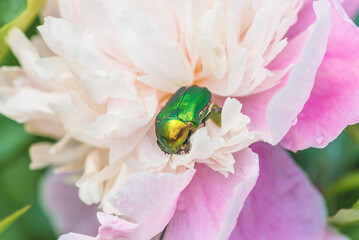 Sticker - Close up for beautiful green cafer or maybug on a pink peony flower