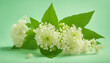 A close-up of a white elderflower blossom against a light green background.