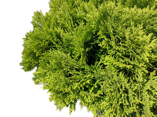 Wall Mural - Closeup view of Juniperus sabina. Savin