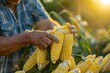 Harvesting corn in the garden, freshness of produce