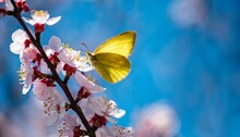 Beautiful Branch Of Flowering Apricot Tree With Yellow Butterfly In Blue Or Violet Spring Light Background Macro Blue Neon Color Image Nature Banner With Copy Space