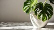 minimalistic light background with blurred monstera deliciosa plant pot shadow on a light wall beautiful background for presentation with with marble floor