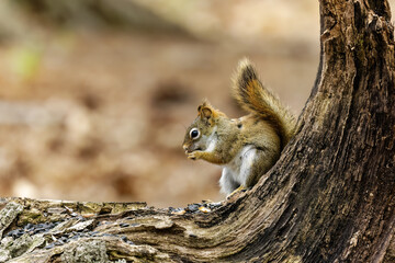 Canvas Print - American red squirrel ((Tamiasciurus hudsonicus) known as the pine squirrel, North American red squirrel and chickaree.