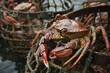 Iron traps cage with Red king crabs in the water, catching crabs from a ship