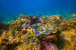 © aapsky - Many brown colorful tridacna clams and sea urchins on the coral reef underwater tropical exotic world.