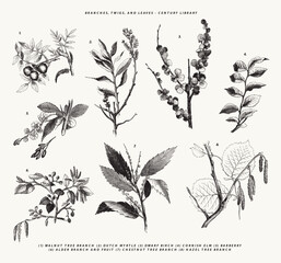 Branches, Twigs and Leave Line Art Botanical Illustrations - Walnut Tree Branch, Dutch Myrtle, Cornish Elm, Alder, Chestnut and more