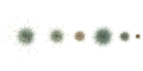 Poster - Isolated Blue oat grass on a white background from the top view