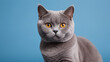 portrait of a british shorthair cat on light blue background. copy space, front advertising shot.
